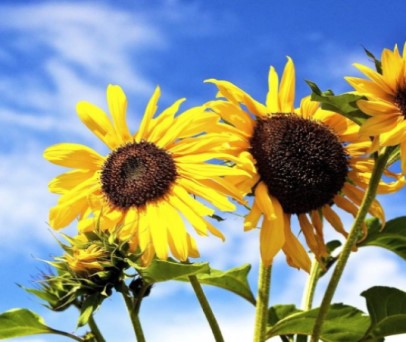 sun flower